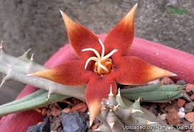 Image result for Piaranthus atrosanguineus