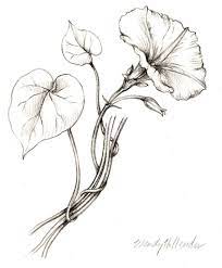 Morning Glory Vine Morning Glories And Vine Tattoos On Pinterest Throughout The Most Brilliant Paths Of Glory Vine Drawing Flower Drawing Botanical Drawings