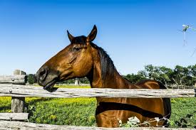 Find a list of websites that offer free jigsaw puzzles or all levels of difficulty you can either download or complete online. National Horse Day Play Jigsaw Puzzle For Free At Puzzle Factory
