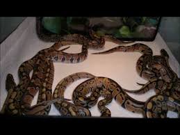 Most shops offer grooming, training, boarding, and veterinary services. Pet Store Near Me With Reptiles Cheap Buy Online