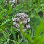 Image result for Athroisma gracile