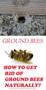 Ground Nesting Bees How To Keep Them Away Naturally Ground Bees Bees Nest Removal Honey Bee Removal