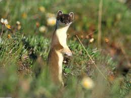 We did not find results for: Weasel Animals Beautiful Animals Animal Pictures