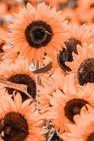 Beautiful Flower Wallpaper Beautiful Flowers Wallpapers Flower Wallpaper Sunflower Wallpaper
