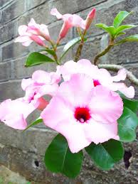 Image result for Adenium boehmianum