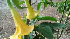 Temukan alasan penggunaan kecubung untuk pengobatan asma dalam artikel ini! Tanaman Kecubung Youtube