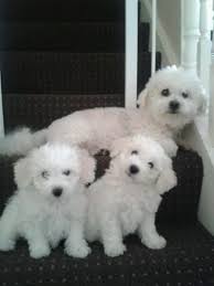 Mam and dad are both pure healthy bichon's. Bichon Frise Puppies For Sale Liverpool Merseyside Pets4homes