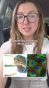 Understanding Actin Proteins in Cell Structure