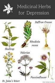 Ashwagandha a perennial herb native to southern asia and is cultivated in the drier regions of sri lanka, pakistan, and india. 100 Herbs Flowers Knowledge Wisdom Ideas In 2021 Herbs Herbalism Knowledge And Wisdom