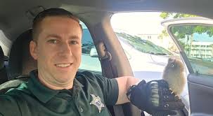 Detective rescata a pequeño búho hallado en un estacionamiento Un detective  del condado de Pinellas protagonizó un inusual rescate tras encontrar a un  búho bebé solo en medio de un estacionamiento en