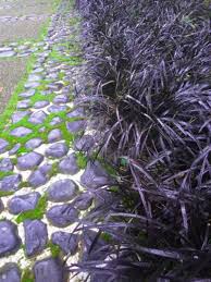 We did not find results for: Black Mondo Grass Japanese Garden Bloedel Reserve