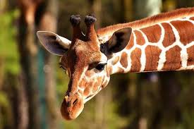 10 Reasons Zoos Are Bad For The Planet Toptenz Net