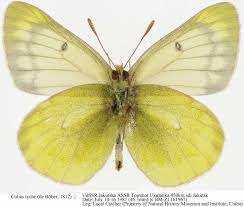 Image result for Colias tyche