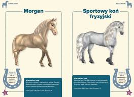 No to do zobaczenia jutro. Star Stable Przewodnik Praca Zbiorowa Ksiazka Bonito