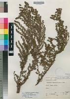Image result for Cliffortia serpyllifolia