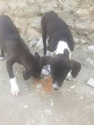 These tips will help ensure that your pet(s) stay safe in the summer weather. Https Haitistreetdogproject Org Dev Haitistreetdogproject