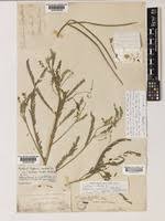 Image result for Sesbania macrantha