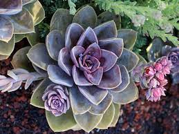 Calandrinia flowers resemble satiny purple poppies and are held aloft on slender stems. Echeveria Purple Pearl Is An Attractive Evergreen Succulent Forming A Large Rosette Up To 12 Inches 30 Cm Across Succulents Echeveria Blooming Succulents