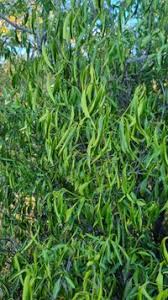 Image result for Coptosperma supra-axillare