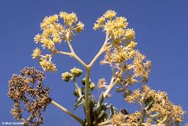 Image result for Gyrocarpus