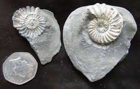 Image result for Pleioceras