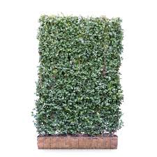 10% coupon applied at checkout. Euonymus Hedging Screen Euonymus Fortunei Dart S Blanket 180cm High 120cm Wide Hedges Direct