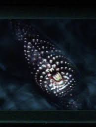 Neil and chuck dive into field theory. Unidentified Creature Dark Matter Wiki Fandom