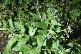 Image result for Cynoglossum coeruleum