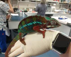 Exotic pet refers to any pet not commonly seen in traditional canine and feline practice and includes pet birds, reptiles, rabbits, rodents, exotic cats, miniature pigs, sugar gliders, small hooved stock, and sometimes zoo species. Avian Exotic Veterinary Care In Berkeley