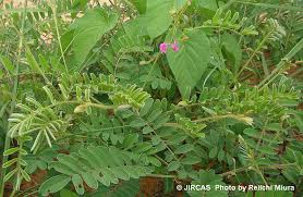 Image result for Tephrosia purpurea