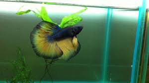 Chanoides to 14 cm (5.5 in) in the akar betta (b. Sold Mustard Gas Over Halfmoon Betta Pair Siamese Fighting Fish Youtube