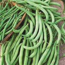 Harvesting marijuana seeds is all about precise timing. Heirloom Tendergreen Improved Bush Bean Seeds Ferry Morse Home Gardening 202 S Washington St Norton Ma 02766