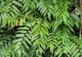 Image result for Stenochlaena