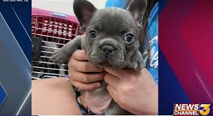 They are healthy and are ready to be rehomed. Local French Bulldog Owners On Edge After Thefts Here S Why The Dogs Can Be Targets For Thieves Kesq