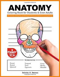 Key features netter's anatomy coloring book is a perfect companion to the atlas of human anatomy by frank h. 29 Best Anatomy Coloring Books Of All Time Bookauthority