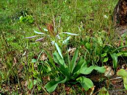 Image result for Crinum aurantiacum