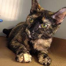 Come Meet This Beautiful 1 Year Old Cat Named Koda Tour For Life 2015 Continues With Humane Society Madison County Ohio We Wil Animal League Old Cats Animals