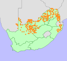 Image result for Hermbstaedtia odorata