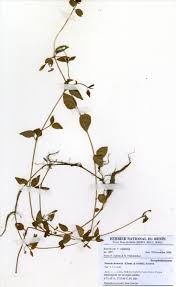 Image result for Torenia thouarsii