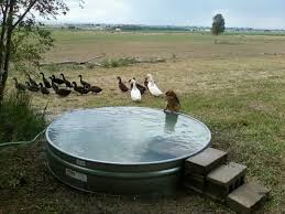 Diy Homemade Swimming Pool Gallery Homemade Swimming Pools Dog Pool Diy Swimming Pool