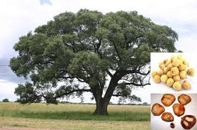 Image result for Sclerocarya