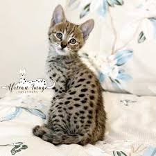 Los angeles , california miami , florida. Savannah Cat Breeders Savannah Cats Bengal Cats For Sale