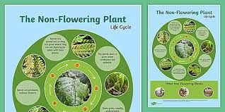 We did not find results for: Non Flowering Plants And The Role Of Spores In Plants