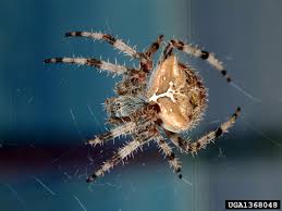 The word poison may excite unnecessary fear. Backyard Gardener Understanding Spiders April 15 2020