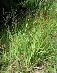 Image result for Aristea angolensis