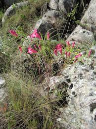 Image result for Sopubia ramosa