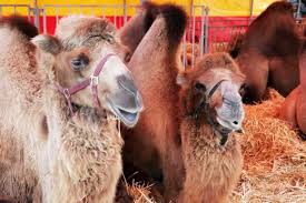 Geo fun 659.208 views1 year ago. Live Nativity Scene Shut Down After Man Punches Camel