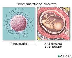 Primer Trimestre Del Embarazo Medlineplus Enciclopedia Medica Illustracion