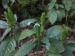 Image result for Ecbolium hastatum