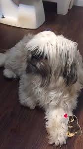 Maddy Allison (@maddyallison)’s videos with Cute Little Puppies